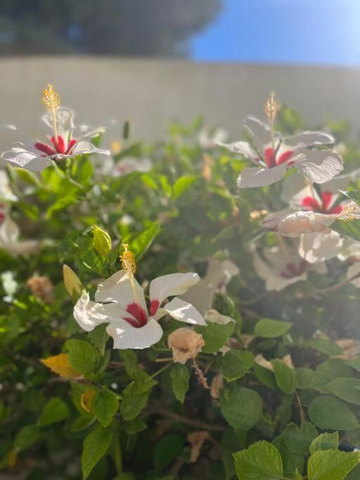Reihenhaus Mit Garten In Moravit Moraira Apartman Teulada Kültér fotó